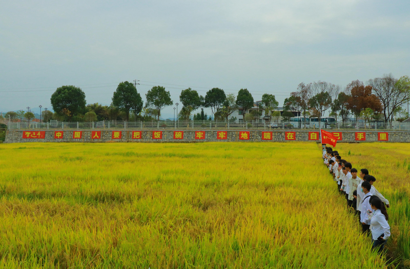 1、全体人员在杂交水稻试验田边观看金黄饱满的稻穗.jpg